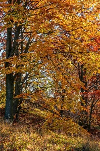 Beau feuillage doré par une journée ensoleillée en forêt — Photo