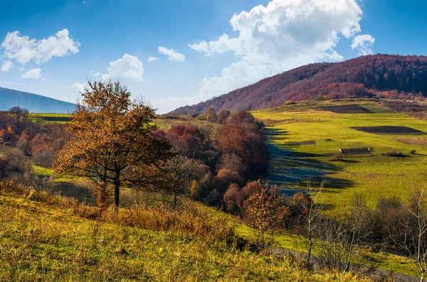 Drzewa na wzgórzu pod koniec wsi jesień — Zdjęcie stockowe