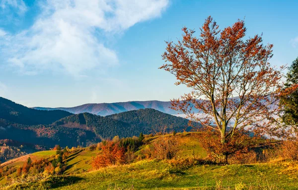 Árbol en la ladera en las montañas de otoño — Foto de Stock