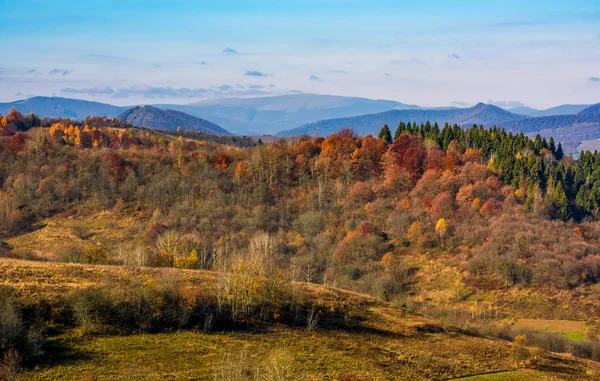 Floresta em uma colina em frente a um cume de montanha — Fotografia de Stock