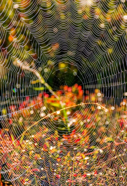 Web sur la belle forêt bokeh — Photo