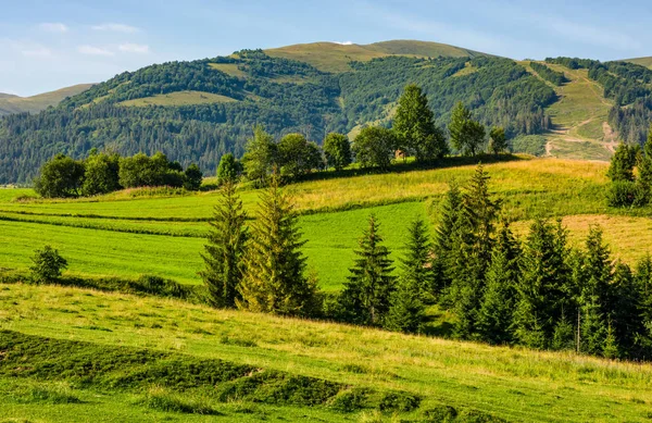Belle campagne avec des arbres à flanc de colline — Photo