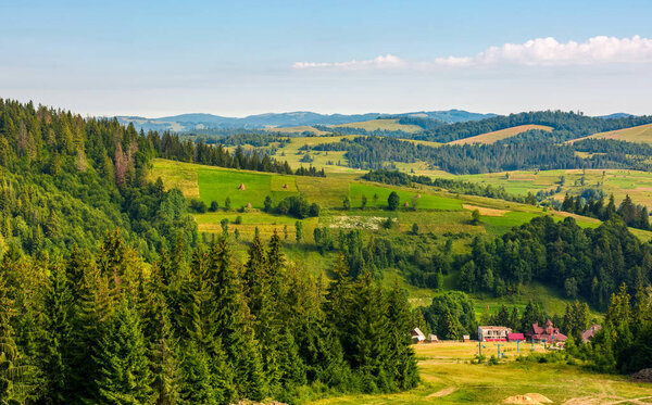 Spruce forest on hills in countryside area. lovely summer landscape