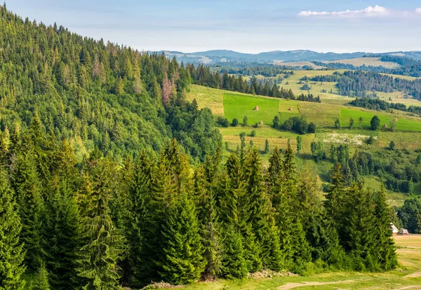 Floresta de abeto em colinas na área rural — Fotografia de Stock