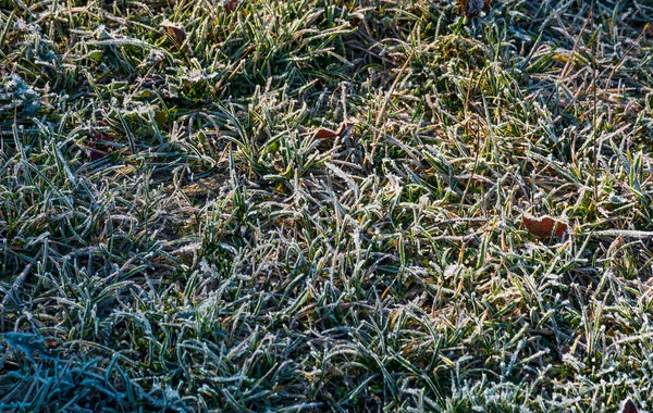 曇らされた芝生の上の落ち葉 — ストック写真