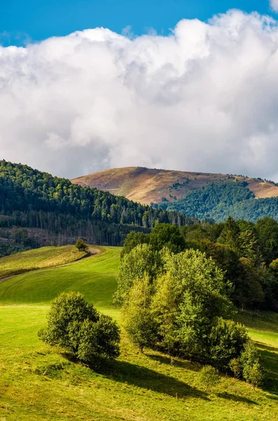 Forest on hillside meadow in mountains — Stock Photo, Image