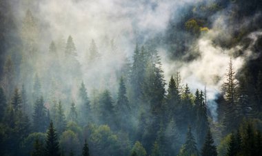 Ladin ormanı üzerinde duman yükselişi