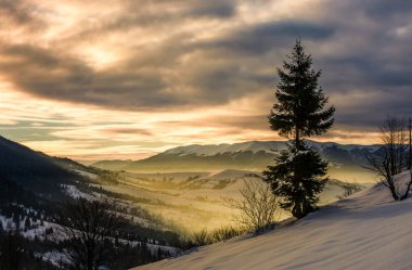 hillside gündoğumu adlı yalnız Ladin ağacı