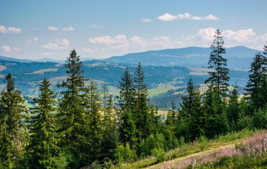 hills yükseltmelerdeki Ladin ormanı