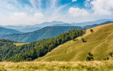 Karpatlar güzel Alp otsu çayır