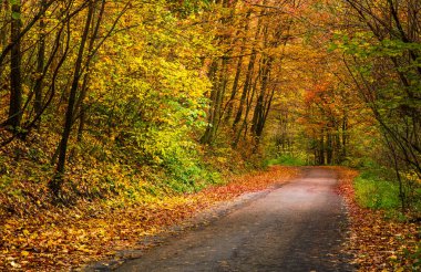 ışık yol dönüş sonbahar ormandaki oracıkta