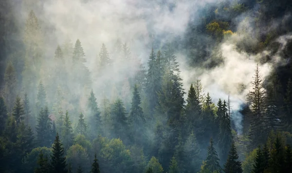 Fumo salire sopra la foresta di abete rosso — Foto Stock