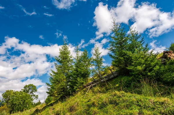 Abetos en una pendiente bajo el cielo azul —  Fotos de Stock