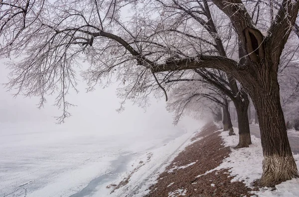 Längste europäische Lindenallee im Winter — Stockfoto