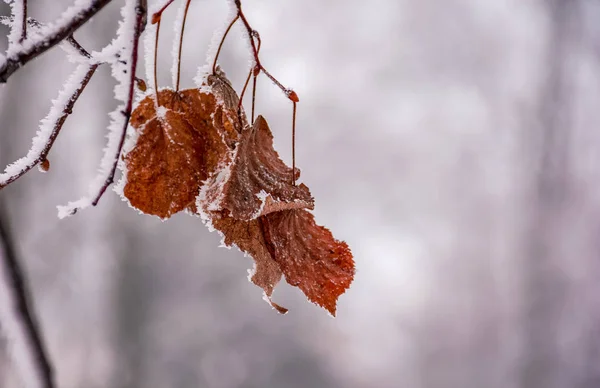 Feuillage brun altéré sur une branche gelée — Photo