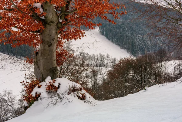 Kışın yıpranmış kahverengi yapraklar ile ağacı — Stok fotoğraf