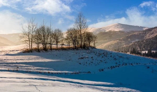 Голые деревья на склоне холма на туманном зимнем рассвете — стоковое фото