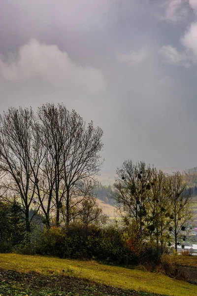 Stromy na svahu v deštivém počasí — Stock fotografie