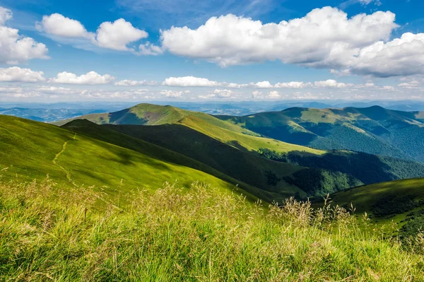 Gräsbevuxen äng på bergssluttning i sommar — Stockfoto