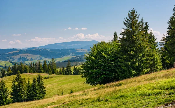 Fichtenwald auf sanften Hügeln — Stockfoto
