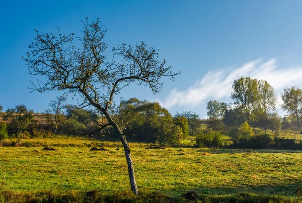 Leafless apple tree in autumn orchard — Stock Photo, Image