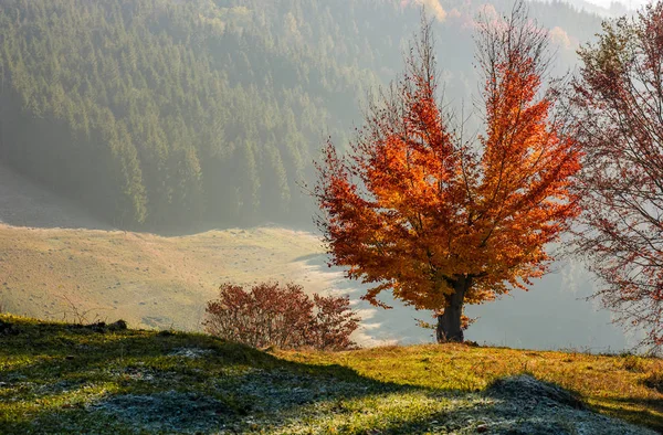 Árbol con hojas rojas en la ladera — Foto de Stock