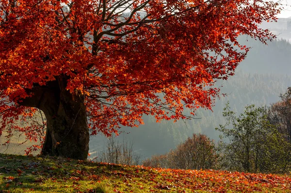 Tree with red leaves on hillside — Stock Photo, Image