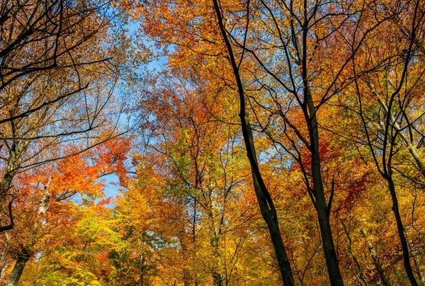 Feuillage doré sur les arbres contre le ciel bleu — Photo