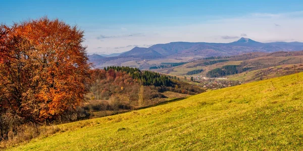 Árbol en la ladera en el campo montañoso del otoño — Foto de Stock