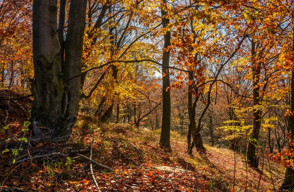 Forêt au feuillage brun doré le jour ensoleillé — Photo