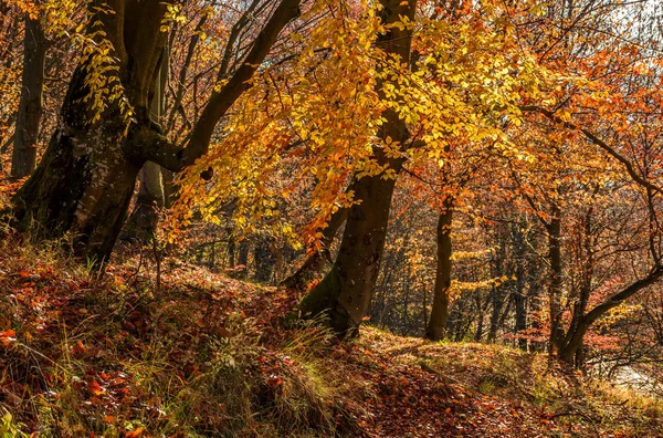 Forest in golden brown foliage on sunny day — Stock Photo, Image