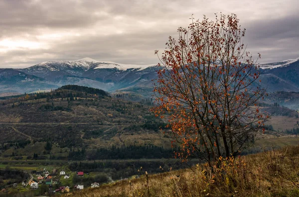 Tree with red foliage on hillside in late autumn — Stock Photo, Image