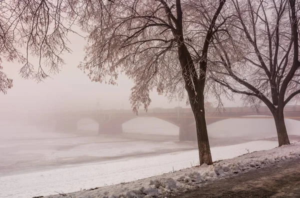 椴树胡同在冬天雾的早晨 — 图库照片