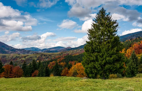 Árvore de abeto gigante em cenário outonal montanhoso — Fotografia de Stock