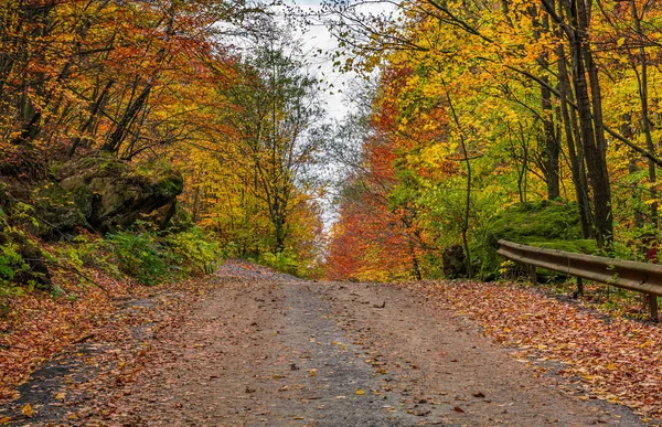 Estrada subida na floresta de outono no dia nublado — Fotografia de Stock