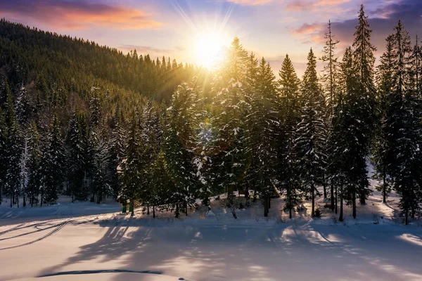 Západ slunce v zimě smrkové lese — Stock fotografie