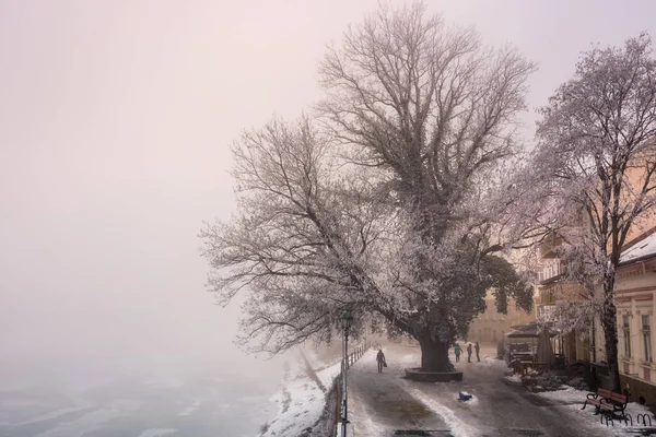 Albero grande su argine in nebbia e hoarfrost — Foto Stock