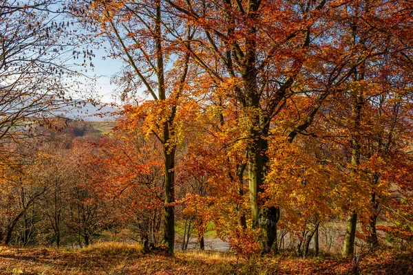 Forêt avec feuillage rouge le jour ensoleillé — Photo