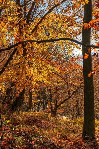Forest with red foliage on sunny day — Stock Photo, Image