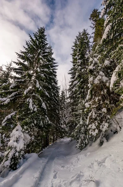 冬のトウヒ林の小道 — ストック写真