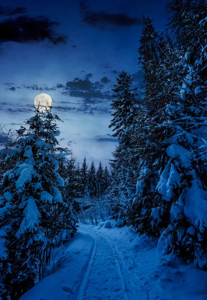 Weg durch Fichtenwald im Winter bei Nacht — Stockfoto