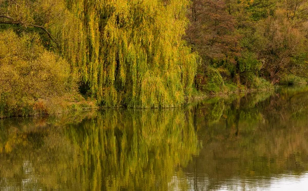 Saule au-dessus de la rivière calme en automne — Photo