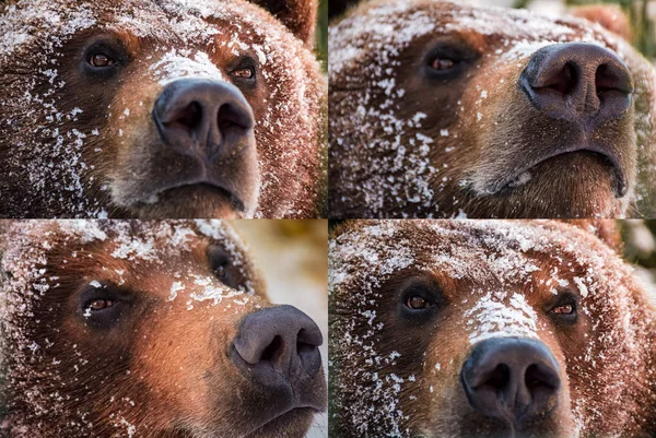 Emotionale Collage aus Braunbärenschnauze im Schnee — Stockfoto