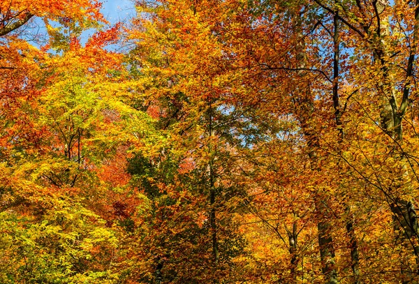 Golden foliage on trees against blue sky Stock Image