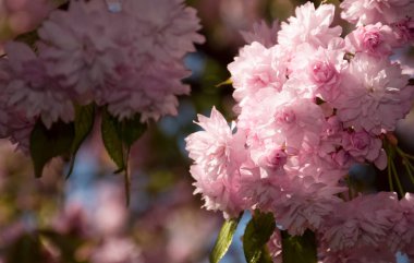 Sakura çiçek çiçek bahçesinde bahar