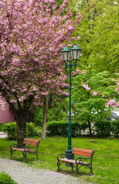 Şehir Parkı içinde kiraz çiçeği