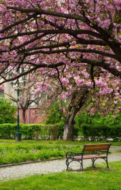 Sakura ağacı çiçeği bahar bahçe içinde