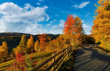 yamaca karayoluyla sarı yapraklar ile orman