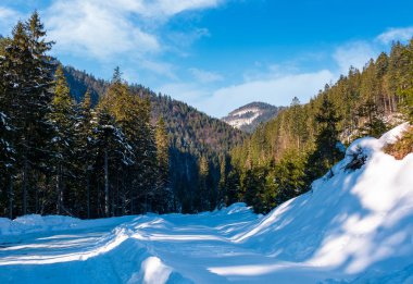 Kışın iğne yapraklı orman yolda