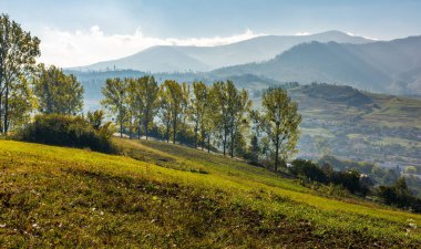 hillside dağlık kırsalında ağaçta